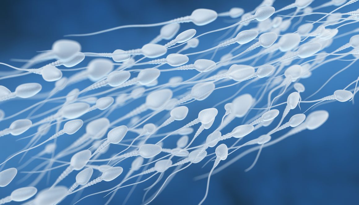 Erkeklerde Üreme Organları ve Sperm Üretimi