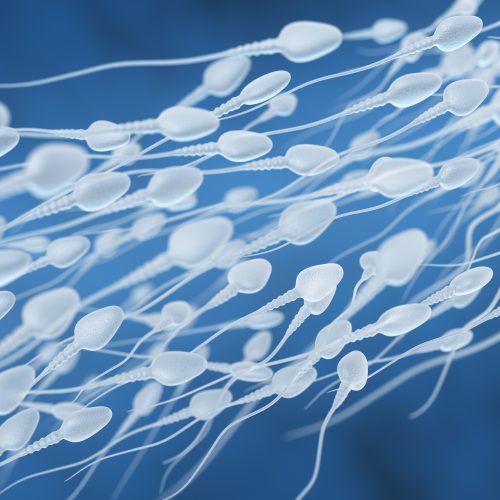 Erkeklerde Üreme Organları ve Sperm Üretimi