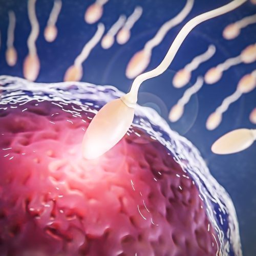 Tüp Bebekte Sperm ve Yumurtaların Hazırlanması Aşaması